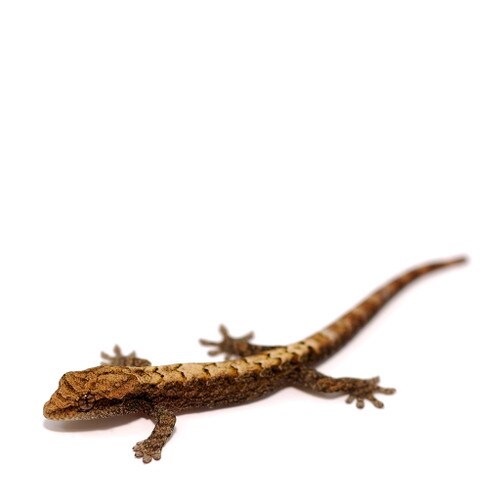 Mourning Gecko